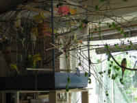 a-everycage-12_small