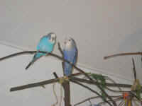 a-everycage-13_small