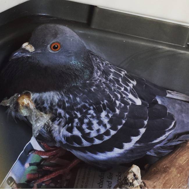 pigeon fergus