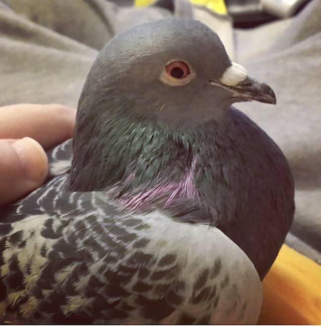 pigeon fergus