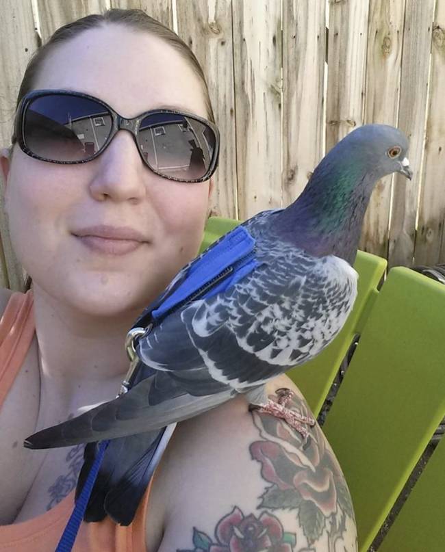 pigeon fergus
