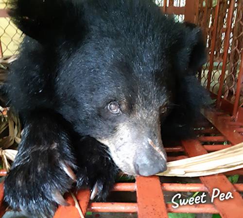 Bear Sweet Pea