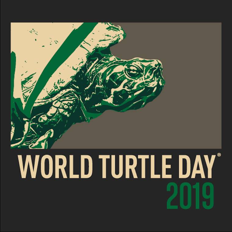 Fluffly turtle T-shirt