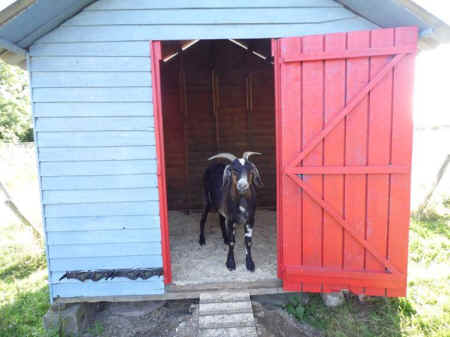 rescued goats
