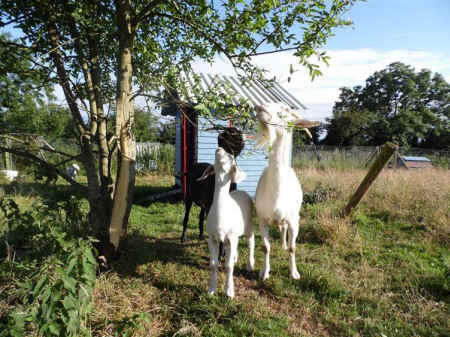 rescued goats