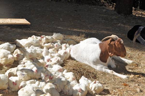 rescued kaporos chickens