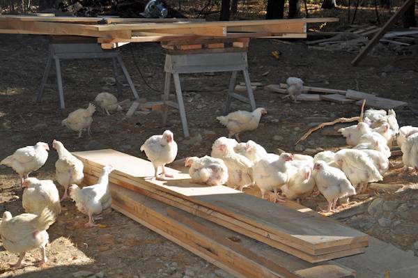 rescued kaporos chickens