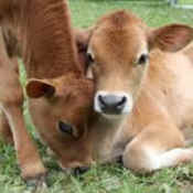 Catskill sanctuary bovine calf