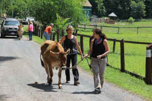 Catskill sanctuary bovine calf