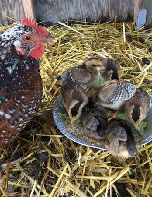 rescued hen and chicks
