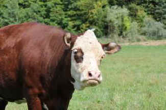 Helen rescued cow