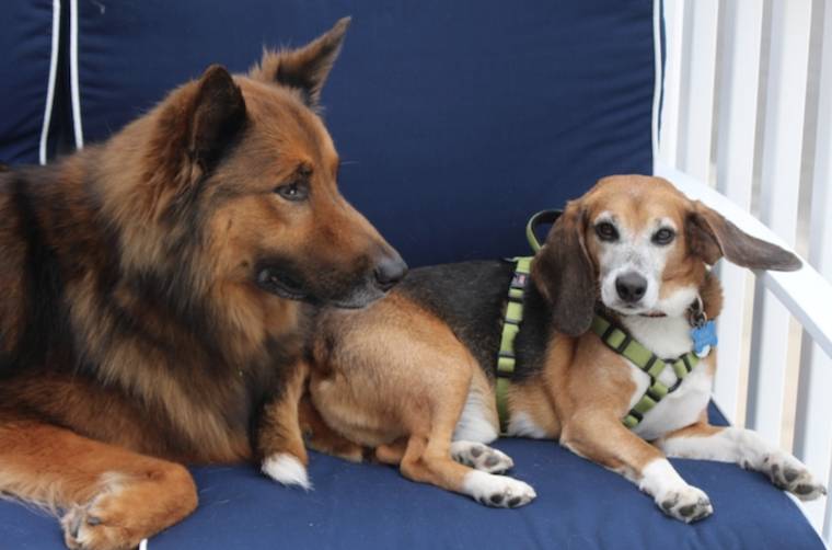 adopted dogs