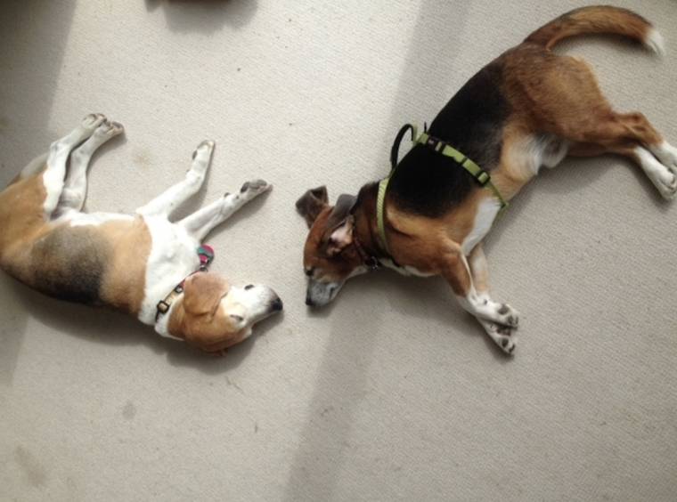 adopted dogs