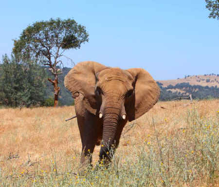 Iringa African elephant