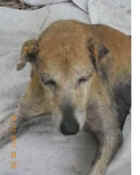 Karuna,street dog,amputation