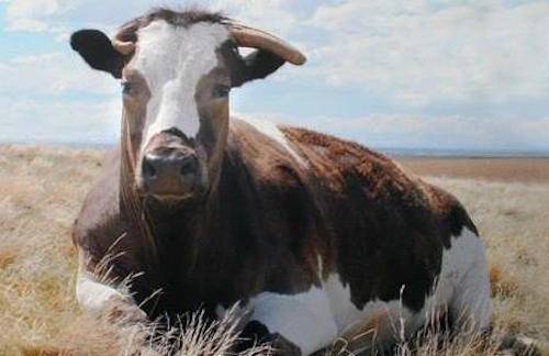 justice steer