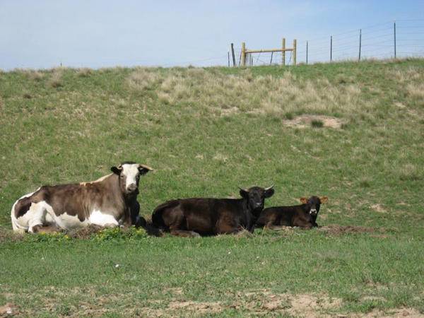 justice steer
