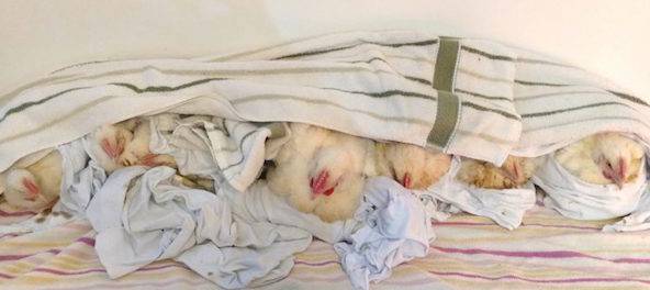 kaporos chickens rescued