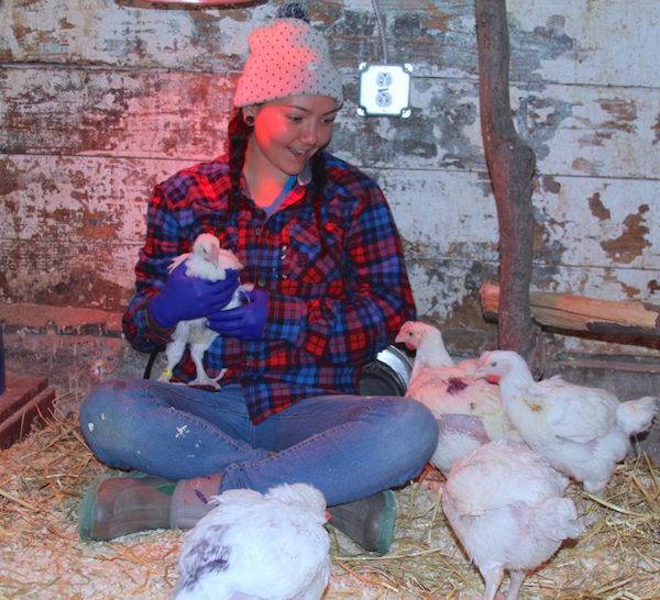 saving kaporos chickens