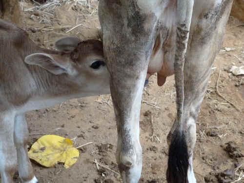 India VSPCA Weintraub