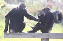 chimp sanctuary relationships