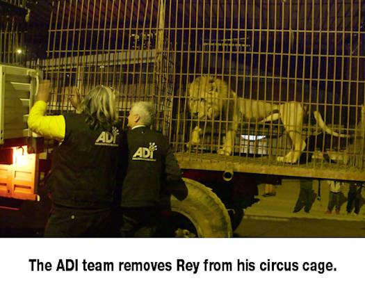 rescuing Rey  lion 