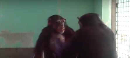 Lisa Marie chimpanzee
