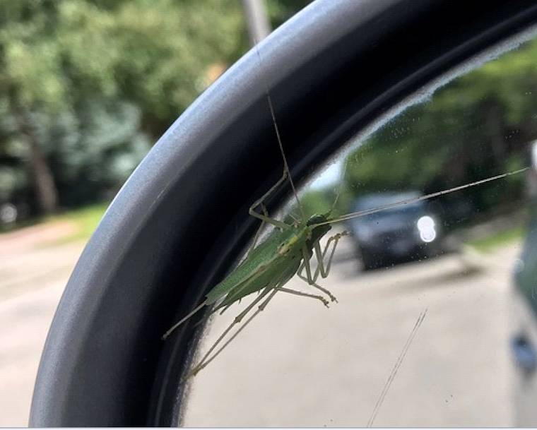 katydid