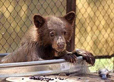 mack orphaned bear