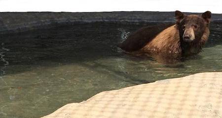 mack orphaned bear