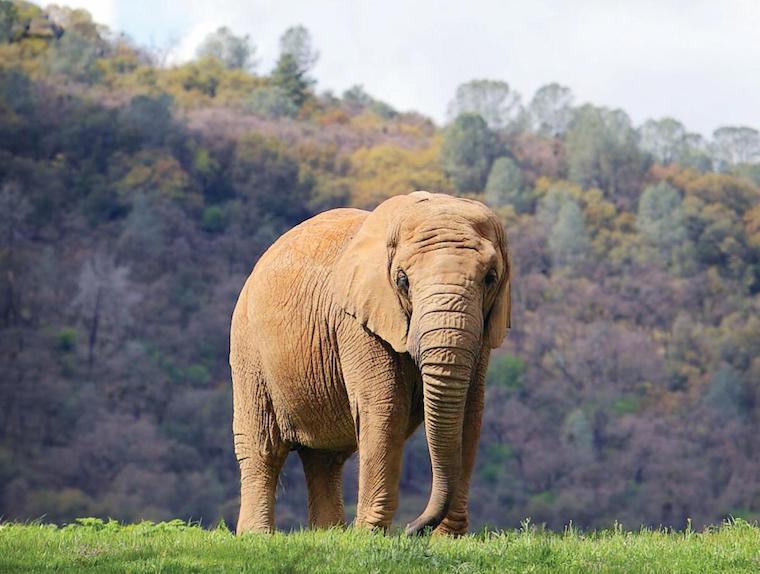 Elephant Mara