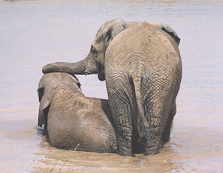 Elephants 71 Mara
