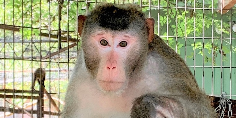 Macaque Milano