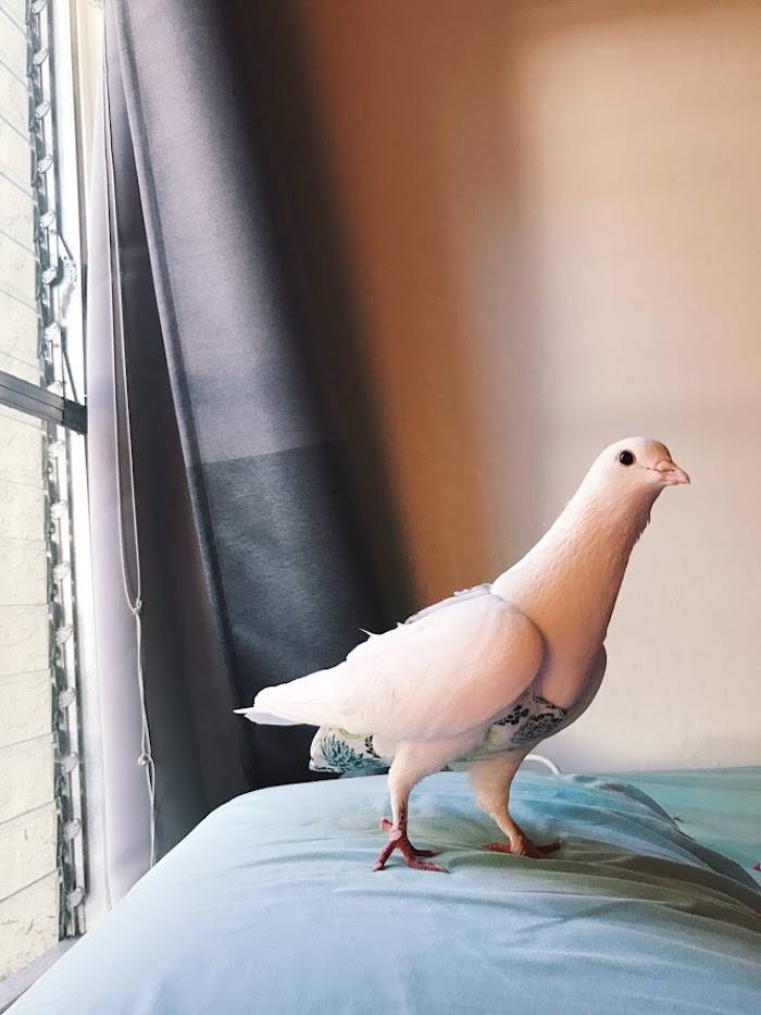 miu pigeon
