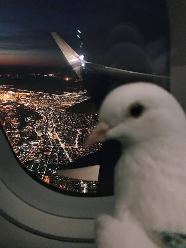 miu pigeon