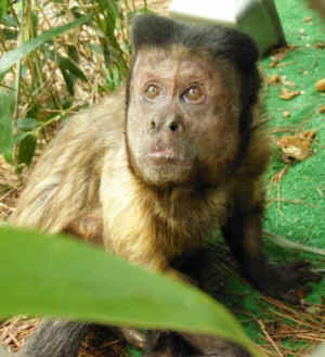 jungle friends monkeys