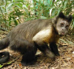 jungle friends monkeys