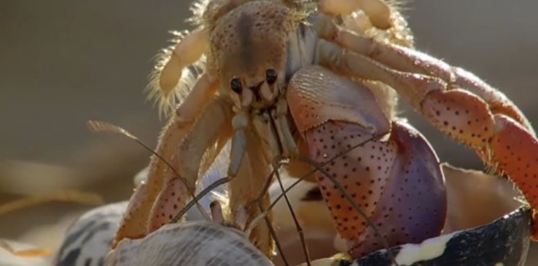 hermit crabs