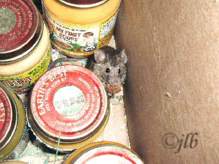 a-ourwildmice-01