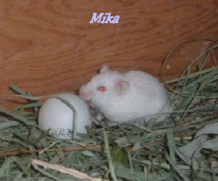 a-ourwildmice-03