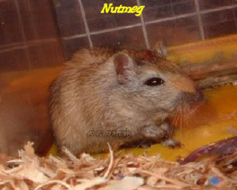 a-ourwildmice-08
