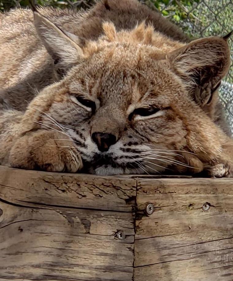 Owen Bobcat
