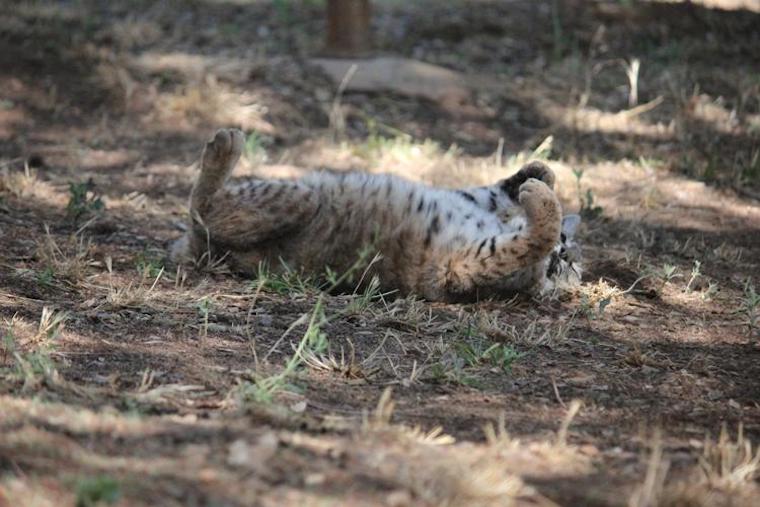 Owen Bobcat