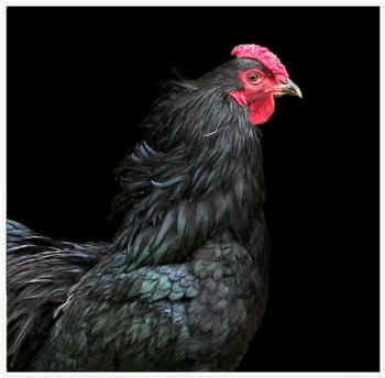 rescued chicken