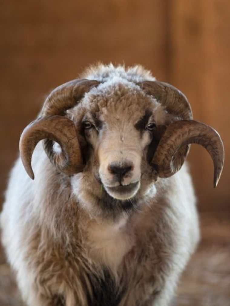 Ram Patch