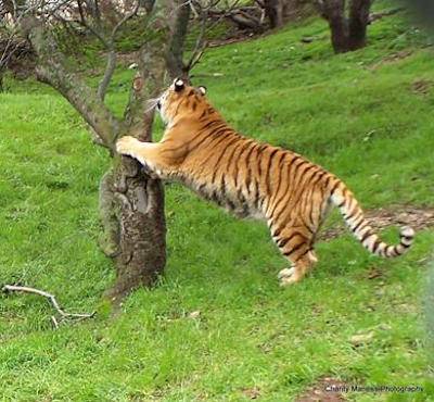 rescued tiger