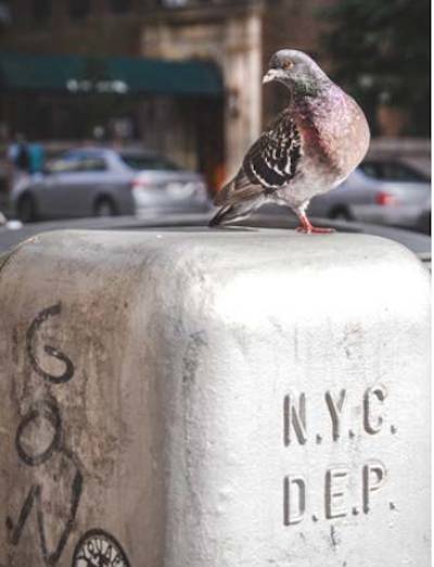 urban pigeons