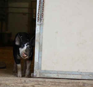 Sally pig rescue sanctuary