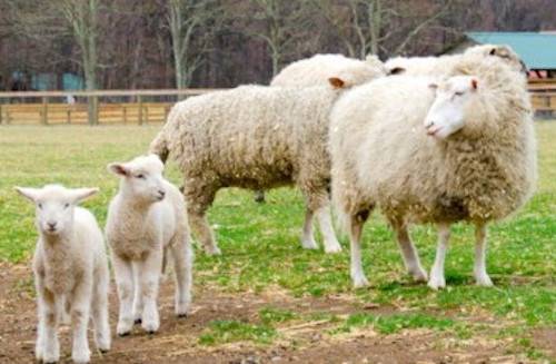 Sheep Freyha
