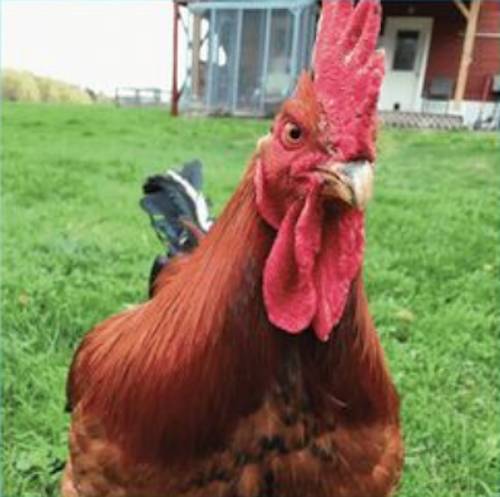 Rooster Matthew